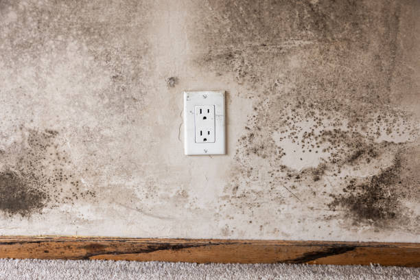 Best Asbestos and Lead Testing During Mold Inspection  in Fort Mill, SC